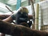 レッサーパンダ赤ちゃん☆円山動物園レッサーパンダ