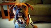 funny dogs and cats compilation 2015 cats and dogs chasing tails   funny and cute animal