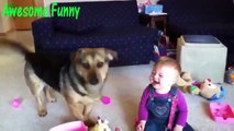 Funny Videos Funny Cats Funny Babies Laughing Funny Animals Videos Funny Dogs 2015