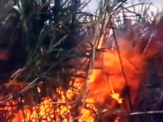 1950's Burning Sugar Cane Fields