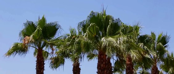 Kiran & Samih - Hyatt Huntington Beach Wedding