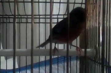 Kanarya Sesi[Çakıl]