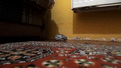 Yavru Tavşan - Saklambaç oynuyor. [HD]