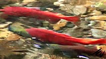 Spawning Sockeye Salmon - underwater footage [HD]