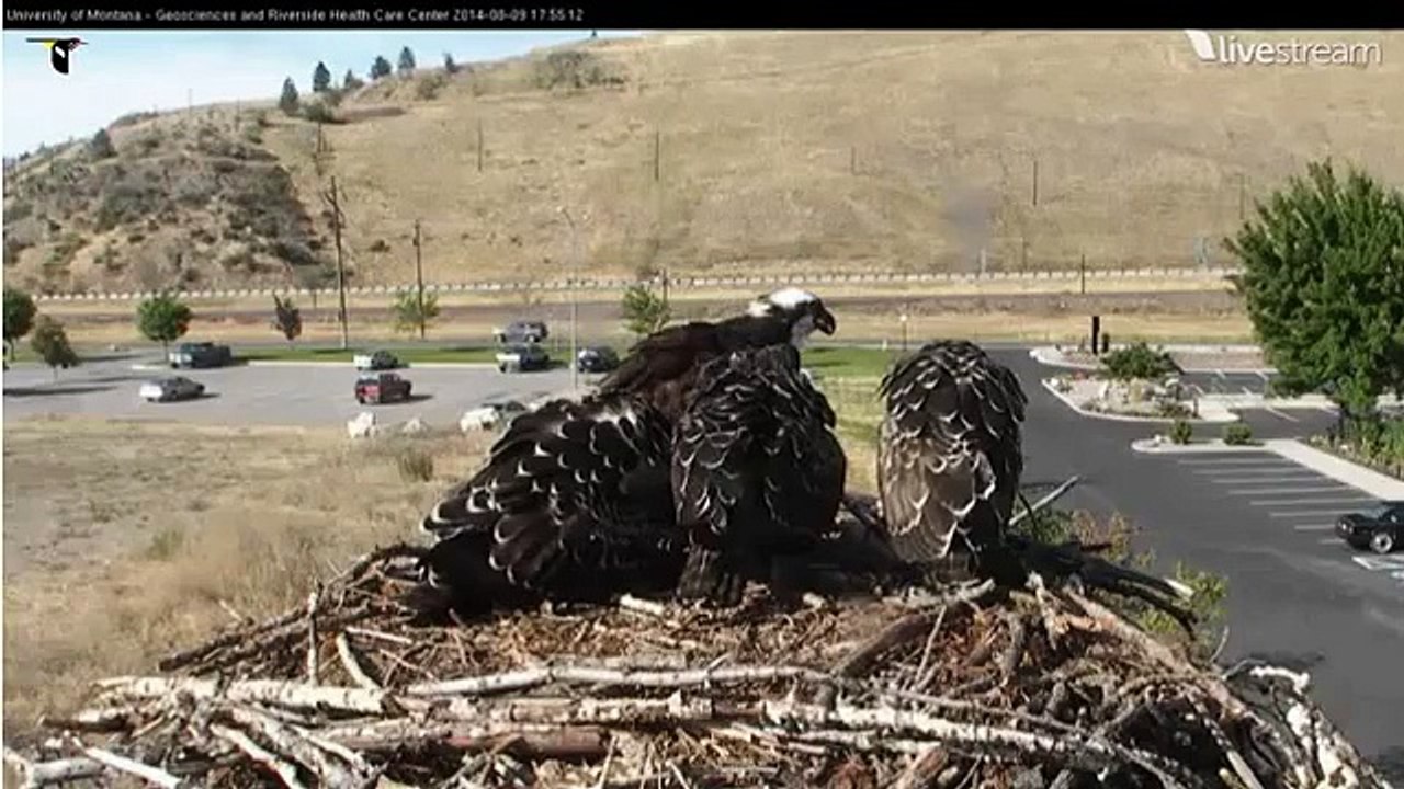 Hellgate Osprey 2014 Fish fight 545 PM 8-9-14