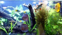 [HD]Discus Planted Biotope Aquarium  at Sydney Discus World Aquariums