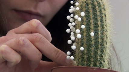 Montage de l'exposition de Michel François