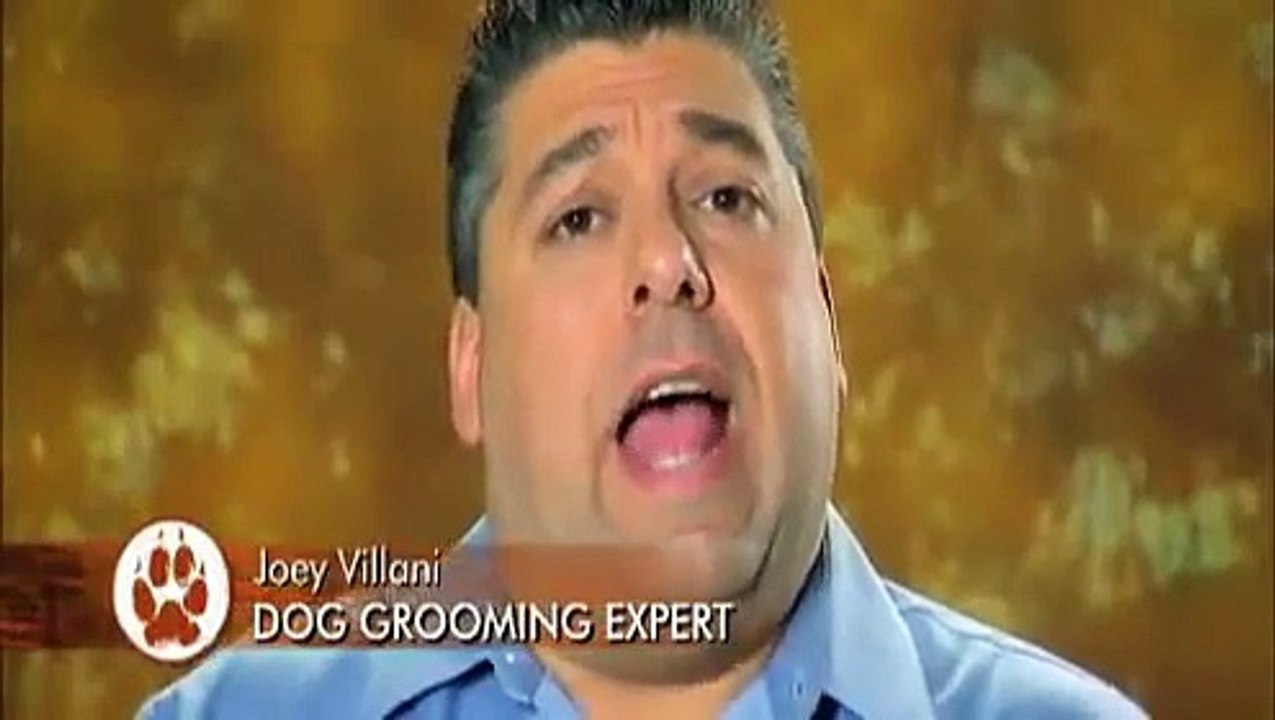 dogs 101 02-03e chesapeake bay retriever [webrip lks]-1.mkv