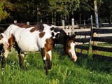 Lizzy 2013 APHA Bay Overo Filly - For Sale