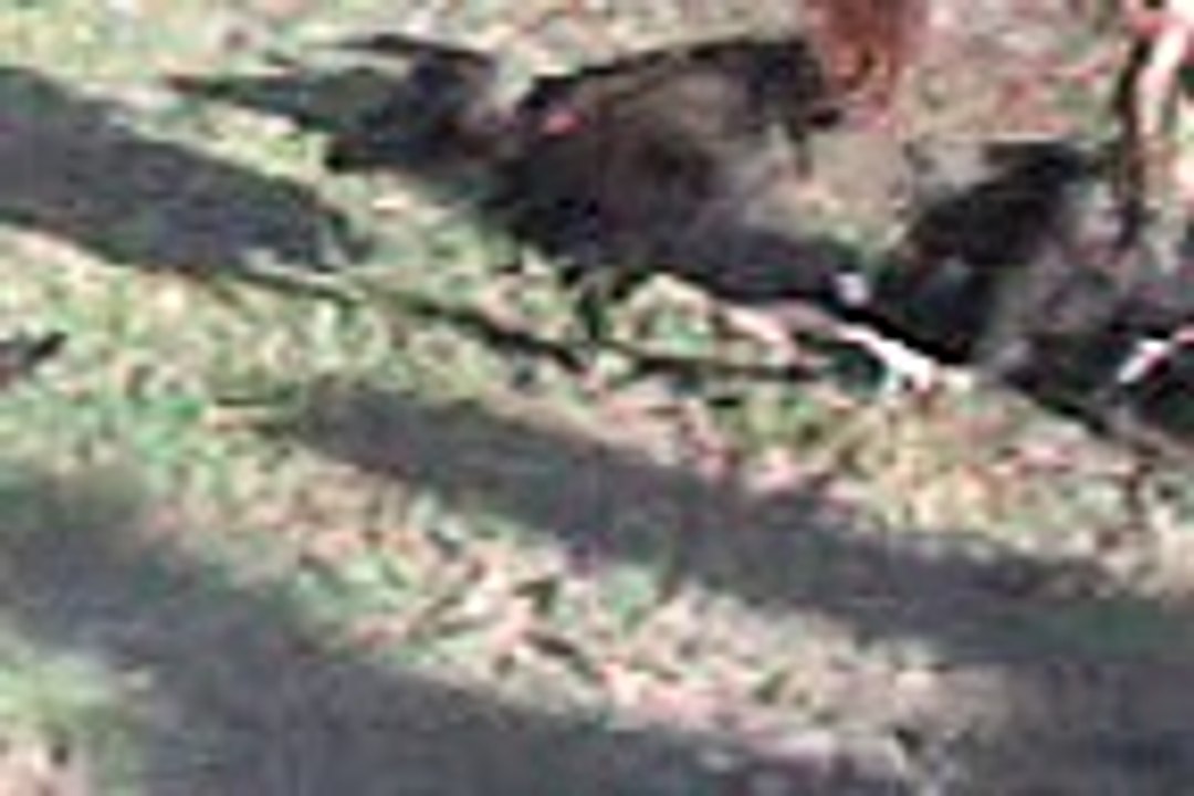 pelea de gallos san luis potosi granja dorita