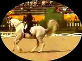 Spanish Stallions--Dressage