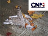 Dead Birds & Fish in Arkansas -- Birds Fall From Sky -- What Is Behind This?