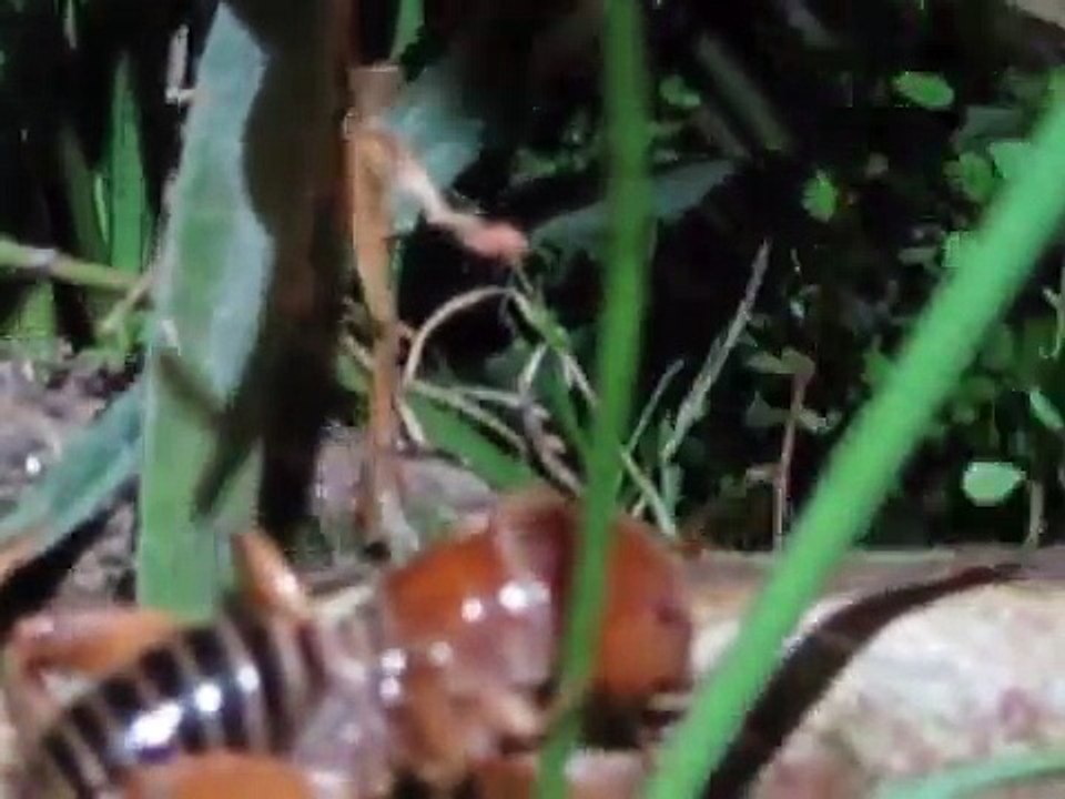 Jerusalem cricket aka "potato bug"