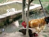 galo comendo  galinha do cridinho unico