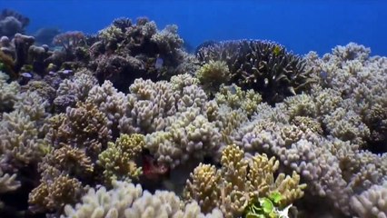 Jaws Trailer - Math PARODY