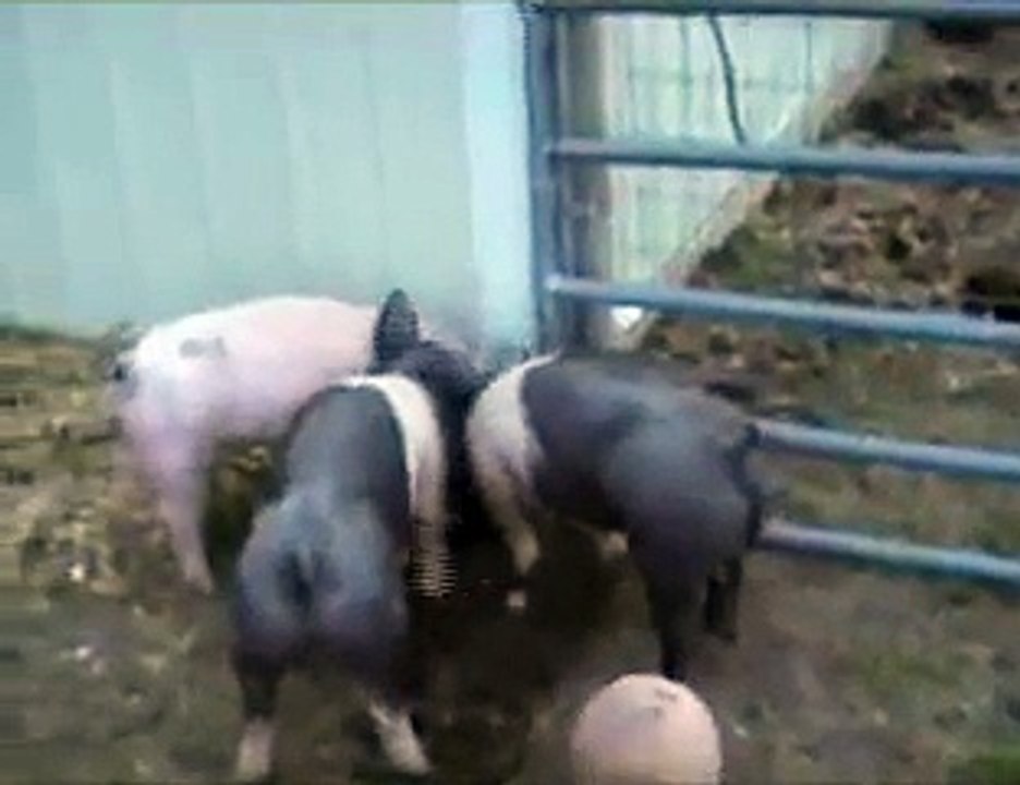 Show pigs for 2007