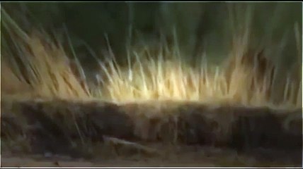Lions vs Hyenas - Eternal Enemies - Animal Fight [Metamorphosis Documentary]