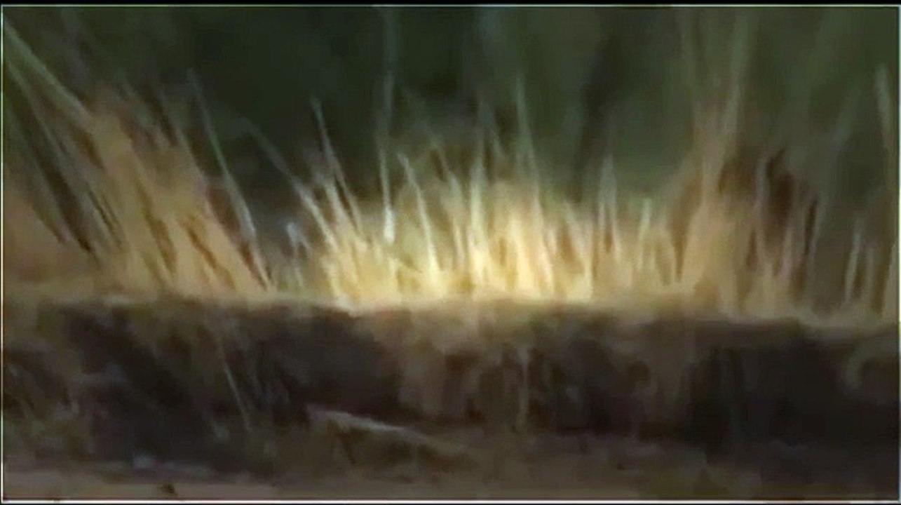 Lions vs Hyenas - Eternal Enemies - Animal Fight [Metamorphosis Documentary]