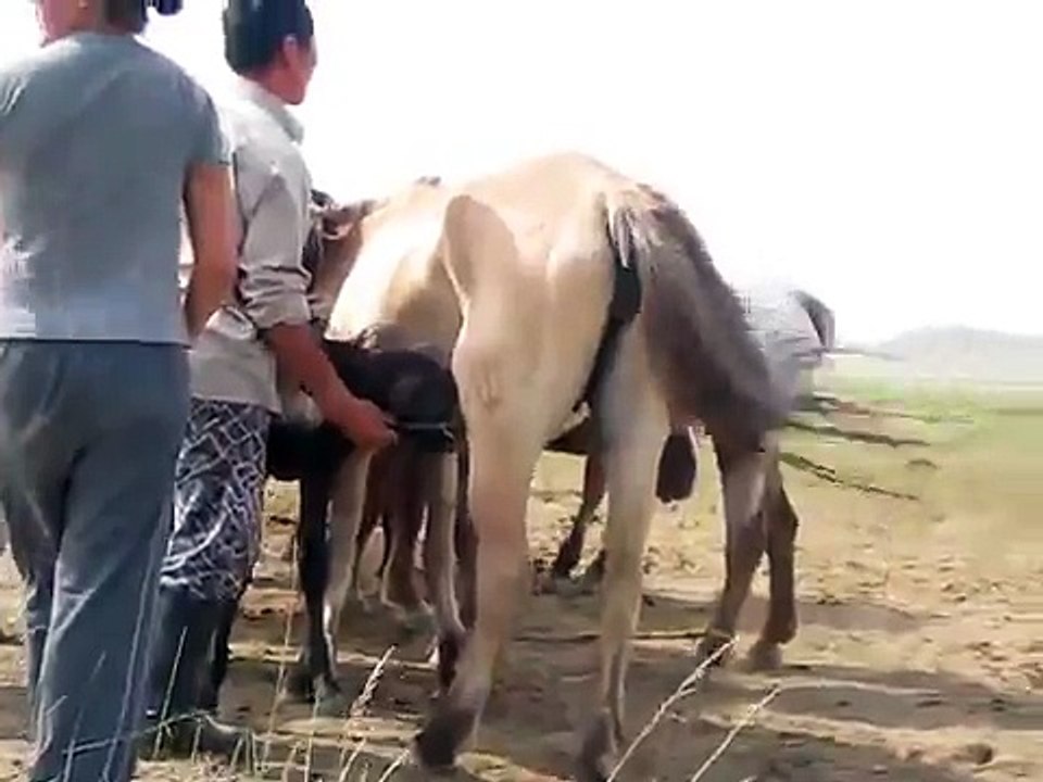 馬乳絞り　horse milking in Mongolia