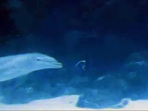 DOLPHIN SI LUMBA-LUMBA AIR LAUT