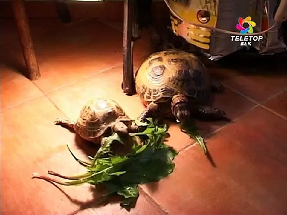 Dzień ochrony zwierząt