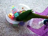 Green Cheek Conure Loves Playing With His Toys