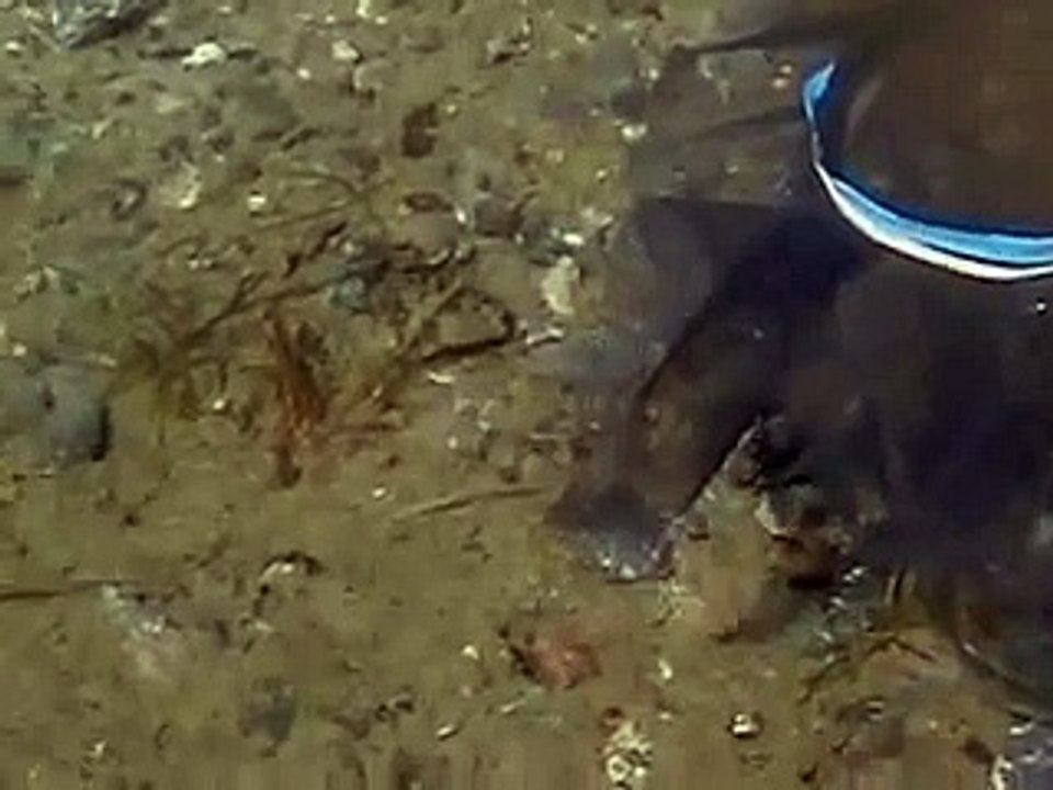 threespine stickleback courtship