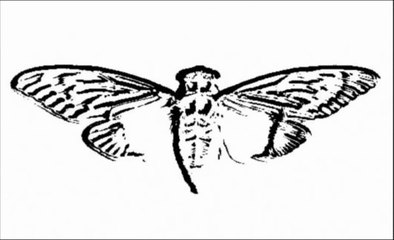 Cicada 3301 Song: The Instar Emergence (761) Reversed