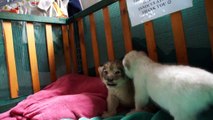 Another Video of Skyla & Coby 2 weeks old lion cubs