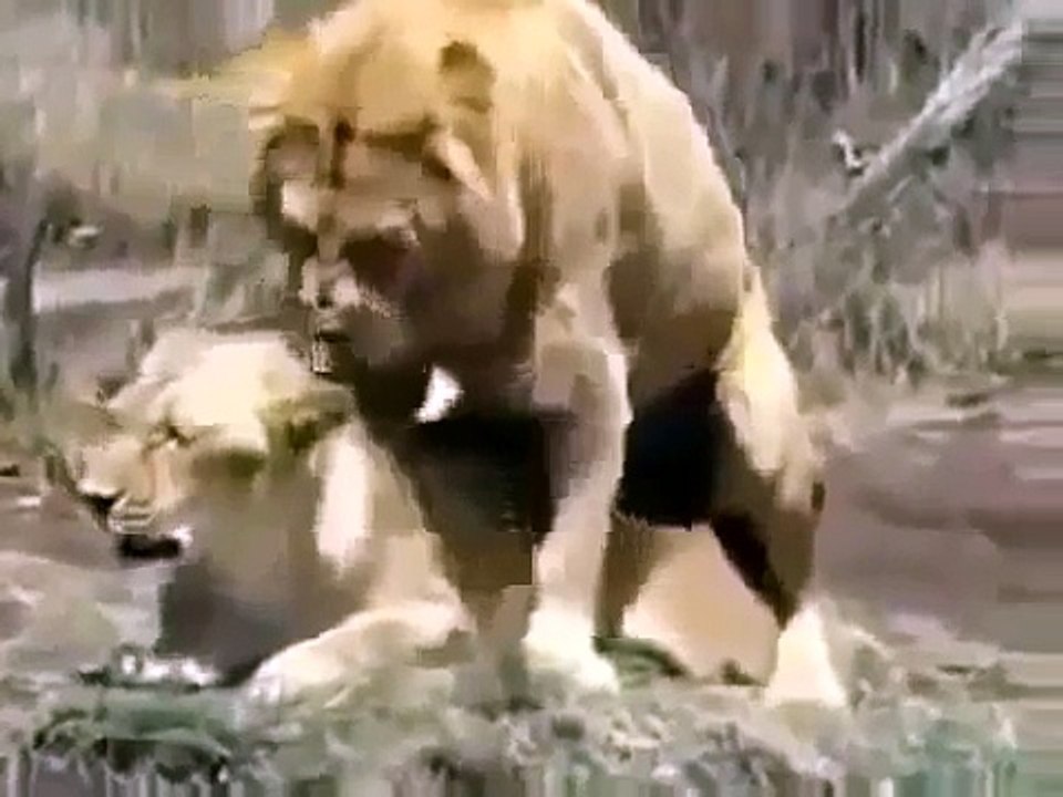 Animal Planet Channel 2015 | Wild Life Documentary | Wildlife Documentary National Geograp