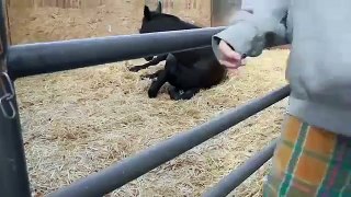 Animal Birth Horse Birth 2015