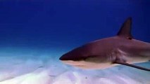 Spiral Cavern, Bahamas: Diving with Sharks