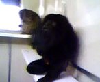 Howler Monkeys at Twycross Zoo