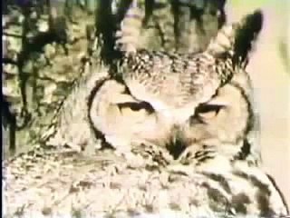 Sesame Street Creature Feature: The Sloth