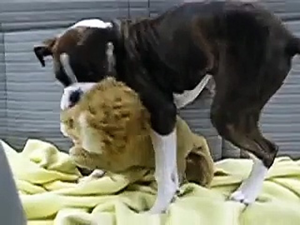 Boxer Puppy Humps Lion