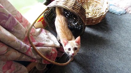 りりときなことさくら   茶トラの子ネコ