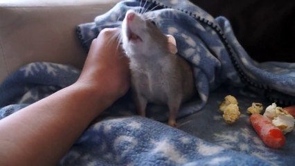 My sweet senior-aged dumbo rats chillin on the couch