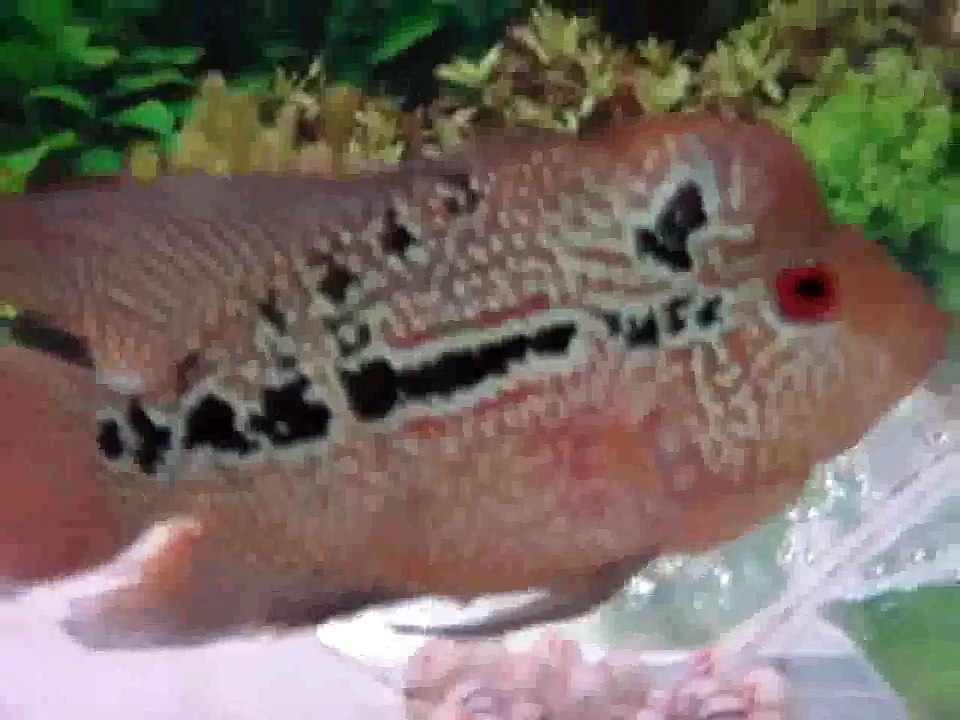 WOW ini DIa Namanya Ikan Akik (kok BIsa!!)