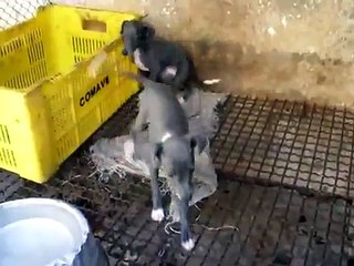 Filhotes de Pequeno Galgo Italiano