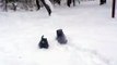 Keeshond puppies in the snow