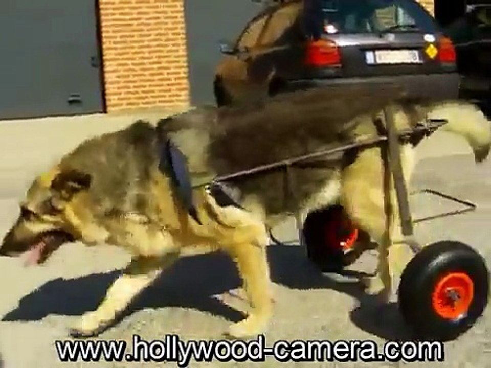 http://www.wheelchairs-for-dogs.com dislabed dog playing