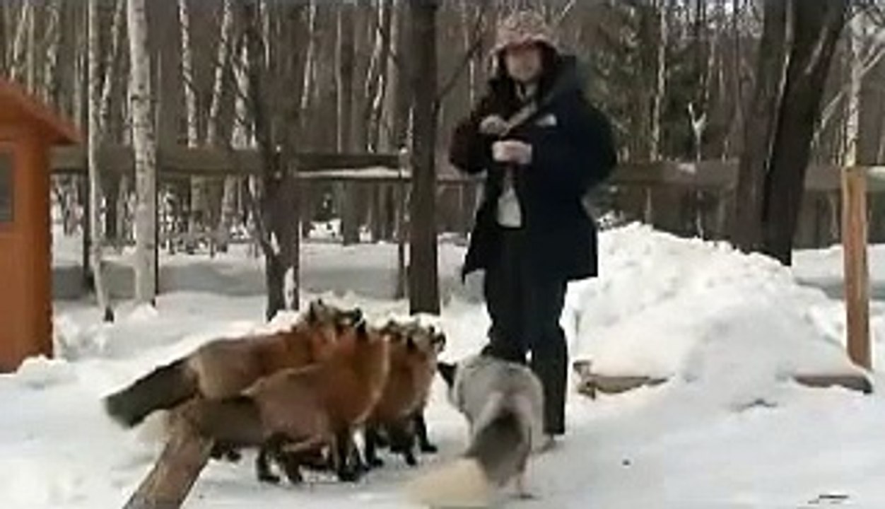 Foxy are quick learner!
