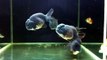 JUMBO JET BLACK RANCHU GOLDFISH FOR SALE AT SYDNEY DISCUS WORLD AQUARIUMS