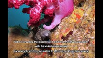 Sample underwater images taken by the Canon EOS 550D/Rebel T2i