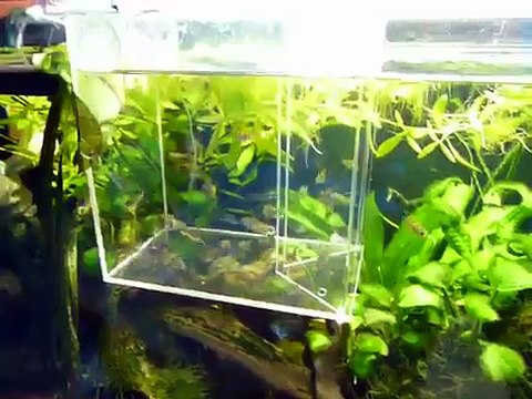 Trampa para peces de acuario/