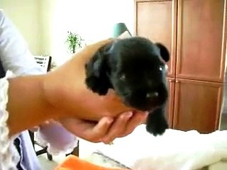 Miniature Schnauzers for sale