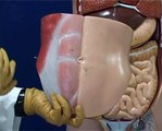 VIDEO DOCENTE PARED ABDOMINAL