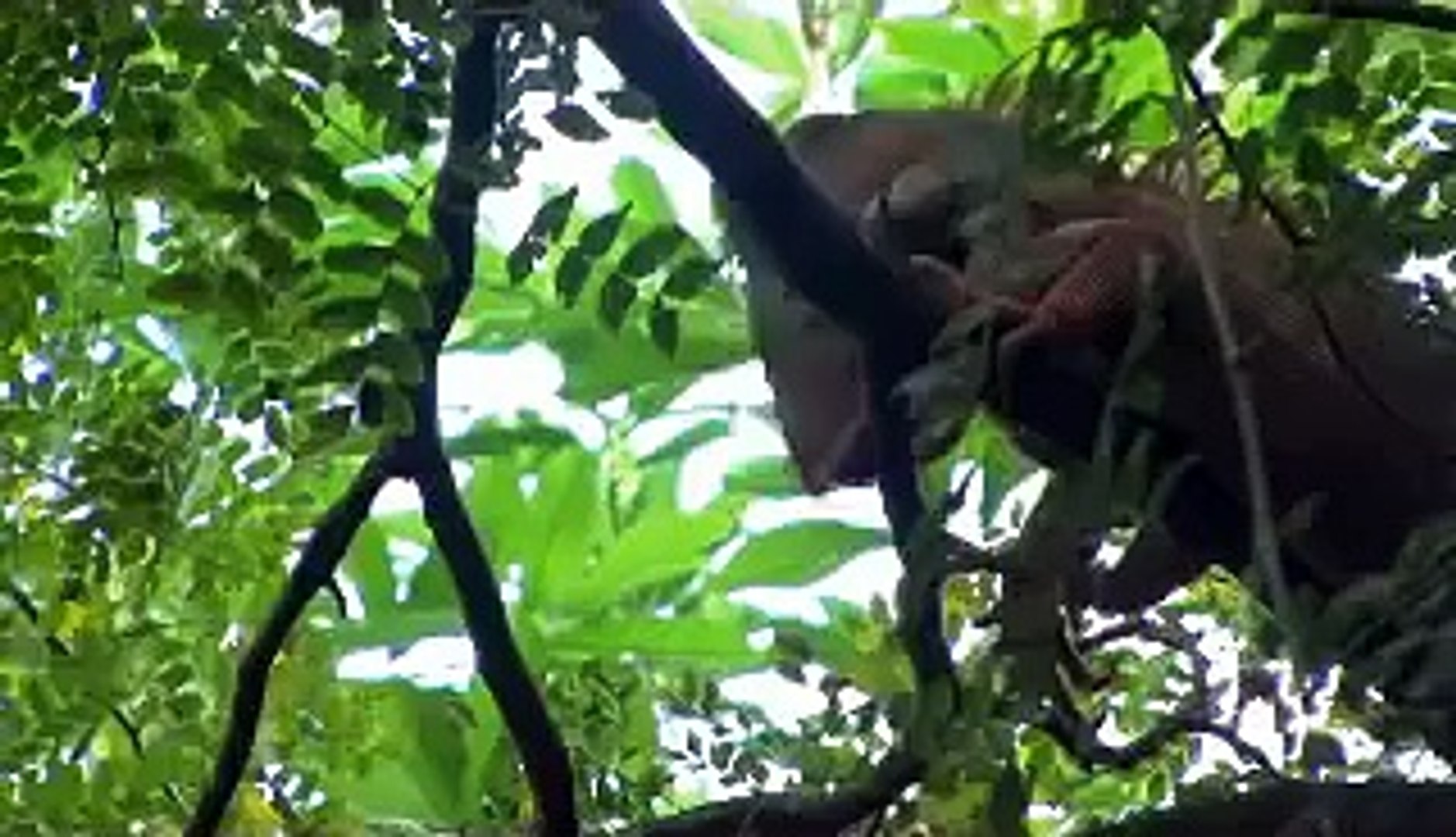 ⁣Arch's Iguanas - Documentary Trailer