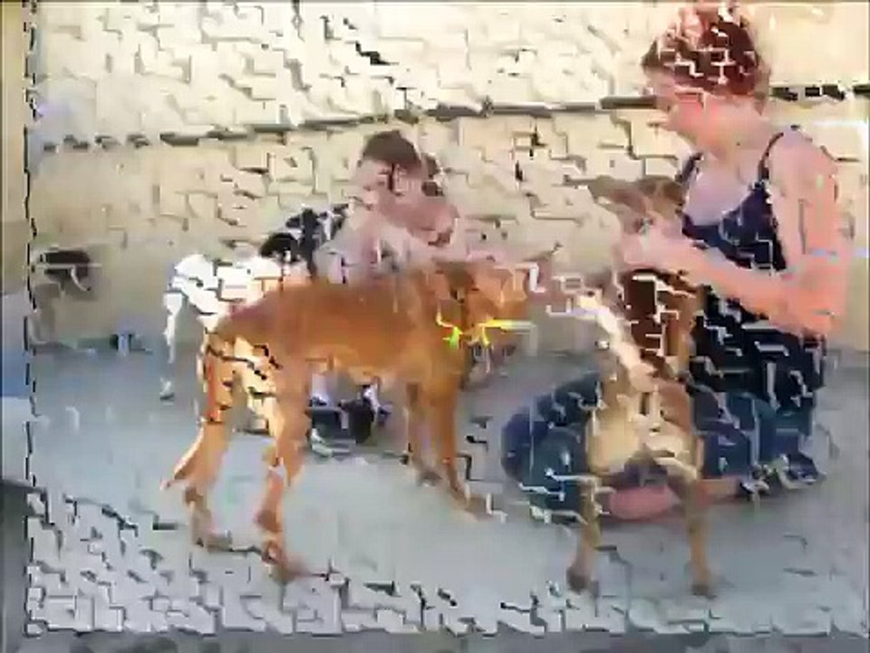 Protectora de Animales de Málaga- BUXO (sin sonido)