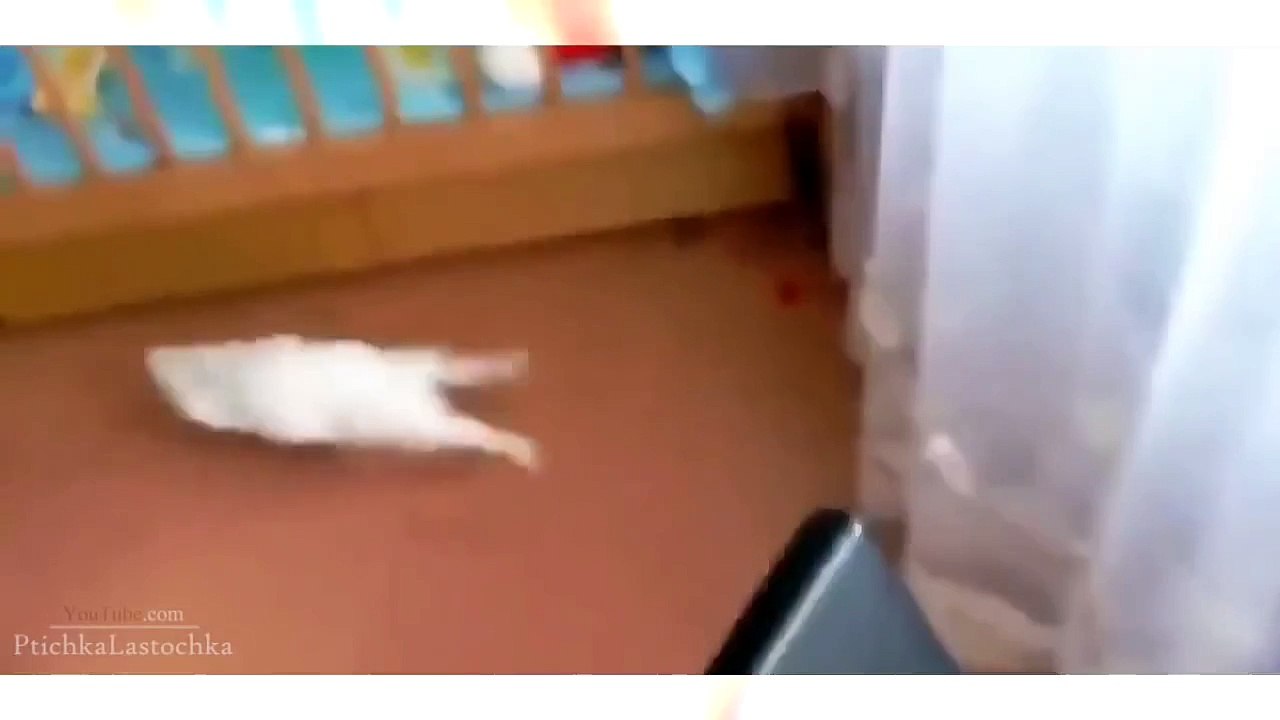 Funny Animal Videos